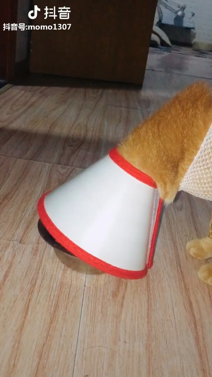 Clip hot thú cưng 15/01: Khi các boss mèo hóa thân thành diễn viên hài