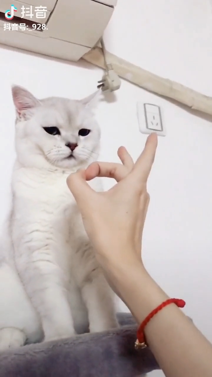 Clip hot thú cưng 22/01: Khi boss mèo từ siêu trộm thành thánh lười
