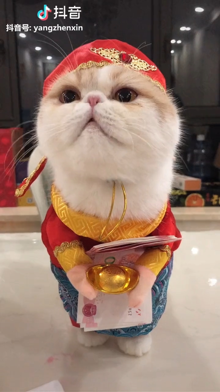 Clip hot thú cưng 04/02: Thần tài mèo đốn tim con sen