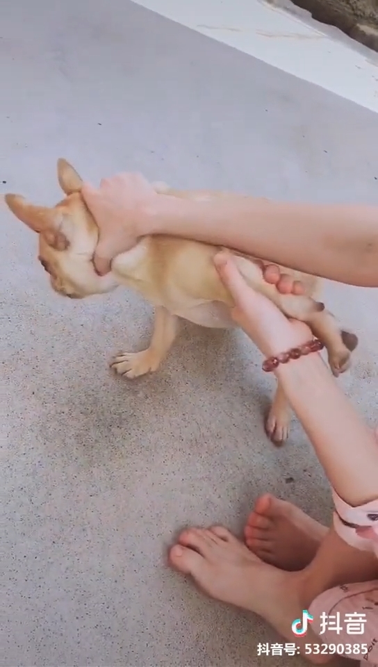 Clip hot thú cưng 19/02: Những phản ứng bất ngờ của các boss