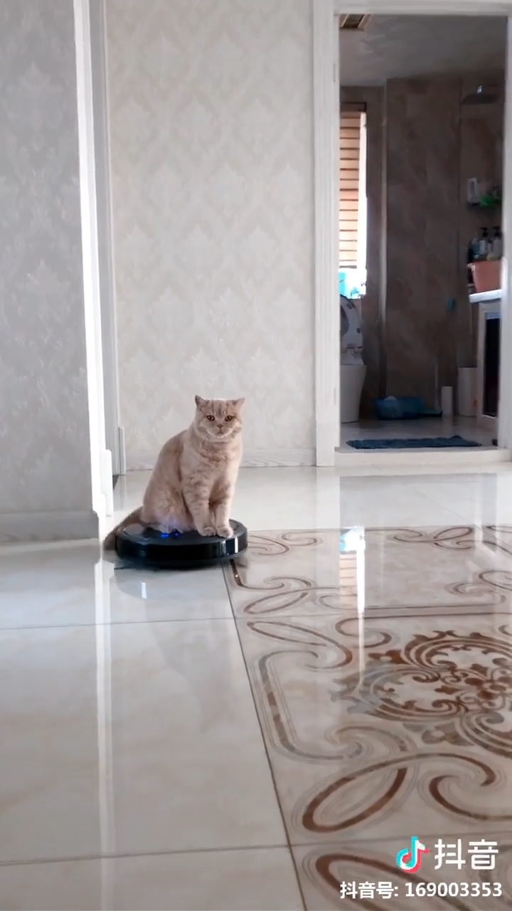 Clip hot thú cưng 20/03: Chó là nạn nhân của bạo hành