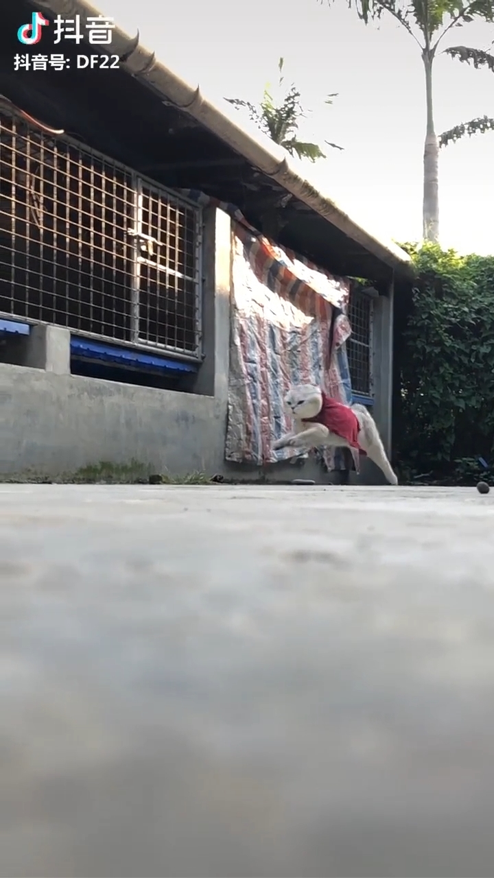 Clip hot thú cưng 24/03: Boss mèo đi làm đẹp, chó để lộ gan thỏ đế