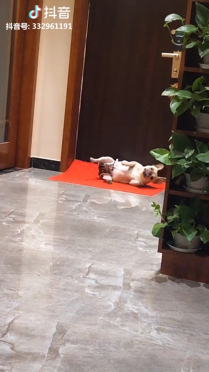 Clip hot thú cưng 16/04: Mèo giở thói cà khịa, chó lên cơn ghen tuông