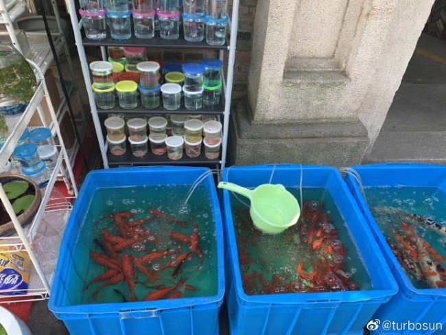 Tôn Lệ - Đặng Siêu: Vợ đi làm kiếm tiền, chồng ở nhà chăm con cắm hoa