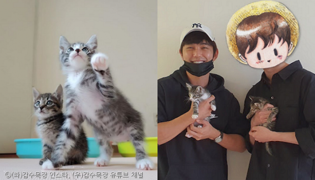 Yoo Seung Ho nhận nuôi hai chú mèo lang thang gây chú ý