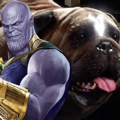 Sự thật bất ngờ: Thanos từng thua cả một chú chó?